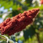 Turkish Sumac – Ground, 250 g