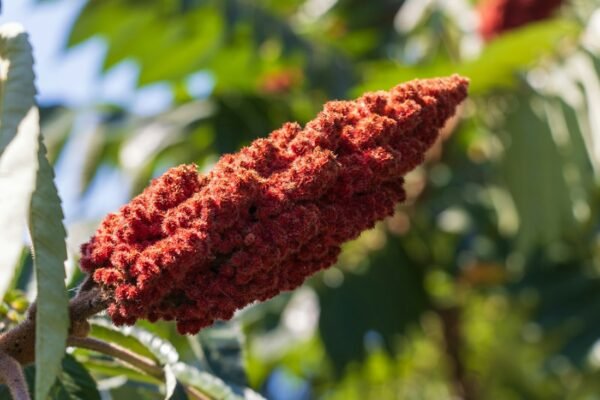Turkish Sumac – Ground, 250 g